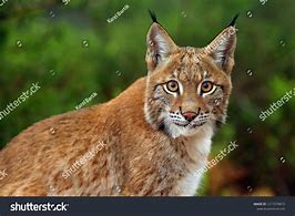 Image result for Lynx Ukraine