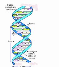 Image result for A Double Helix and a Polymer