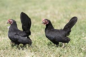 Image result for All-Black Serama Chicken