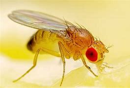 Image result for Fruit Fly Mutations