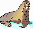 Image result for Pinniped