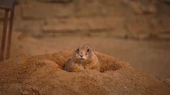 Image result for Prairie Dog Field