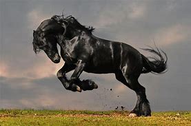 Image result for Friesian Horse Wallpaper