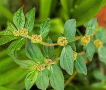 Image result for Atha Plant