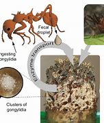 Image result for Leaf Cutter Ant Images