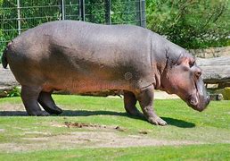 Image result for Hippo Side View