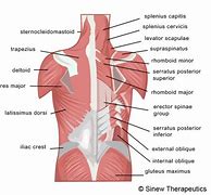 Image result for Back Muscle Wallpaper