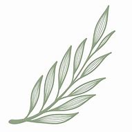 Image result for Leaf Line Art for Beginners