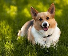 Image result for Corgi Desktop