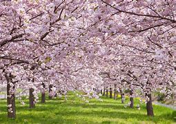 Image result for Cherry Blossom Characteristics