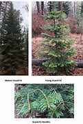 Image result for Grand Fir