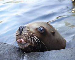 Image result for Sea Lion PFP