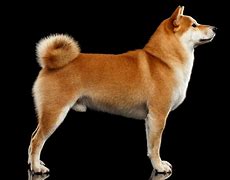 Image result for Red Dog Wa