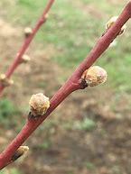 Image result for Identify Peach Tree Buds