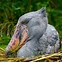 Image result for Image of Shoebill