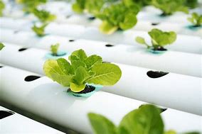 Image result for Plants for Small Hydroponic Systems