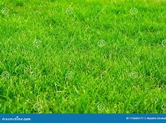 Image result for Bright Green Grass in Lawn