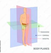 Image result for Mid Coronal Plane