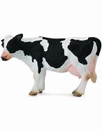 Image result for Friesian Cow Showing