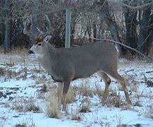 Image result for Red Deer, Alberta