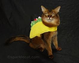 Image result for Cat Taco Oodie