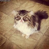 Image result for Adorable Scraggly Cat