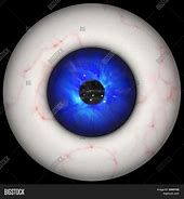 Image result for Human Eyeball