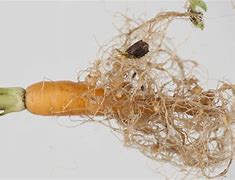 Image result for Nematodes On Plant Roots