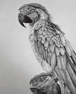 Image result for Hyper Realistic Graphite Drawings