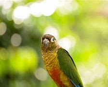 Image result for Conure Bird Pic