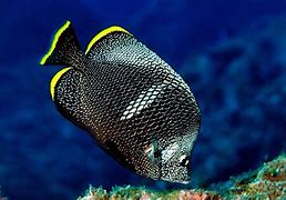 Image result for Expensive Saltwater Fish