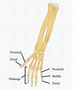 Image result for Proximal Middle Distal Phalanges