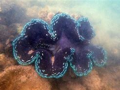 Image result for Beautiful Giant Clam