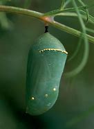 Image result for Pupa Using Duckweed Leaves