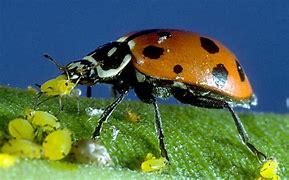 Image result for Ladybug Eating Aphids