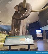 Image result for La Brea Tar Pits Woolly Mammoth