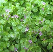 Image result for Creeping Mint Ground Cover