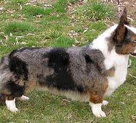 Image result for Corgis in Jeans