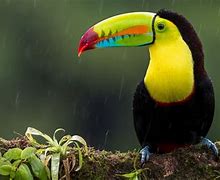 Image result for Life Cycle of a Toucan