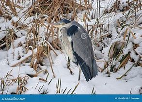 Image result for Snowy Heron