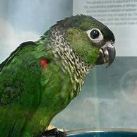 Image result for Black Cap Conure