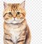 Image result for Cartoon Cat Pictures for Puppet