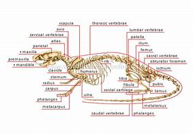 Image result for Rodent Rib Bone