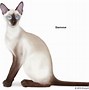 Image result for Siamese Cats Animal