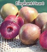 Image result for Elephant Heart Plum