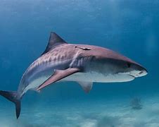 Image result for Great Tiger Shark