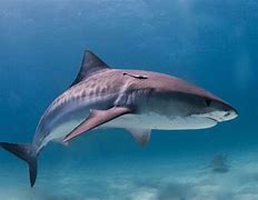 Image result for Tiger Shark Toys