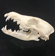 Image result for Pixel Coyote Skull