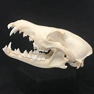 Image result for Coyote Skull Black and White