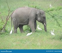 Image result for Baby Elephant Tusks